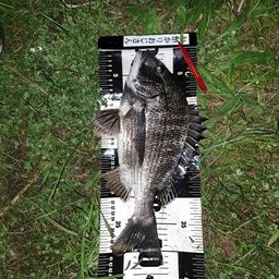クロダイ