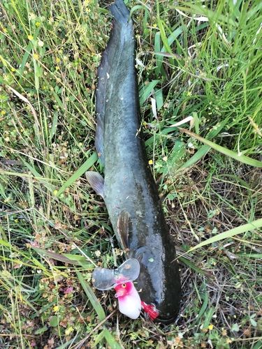 マナマズの釣果