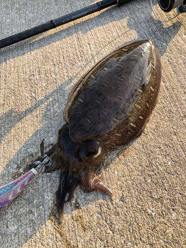モンゴウイカの釣果