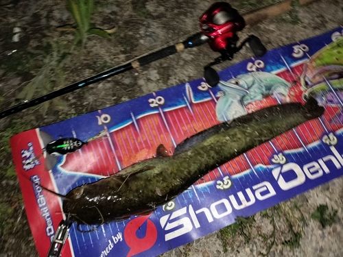 マナマズの釣果