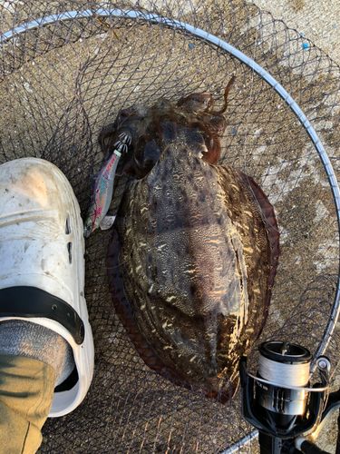 モンゴウイカの釣果