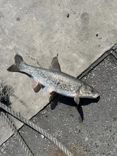 ウグイの釣果