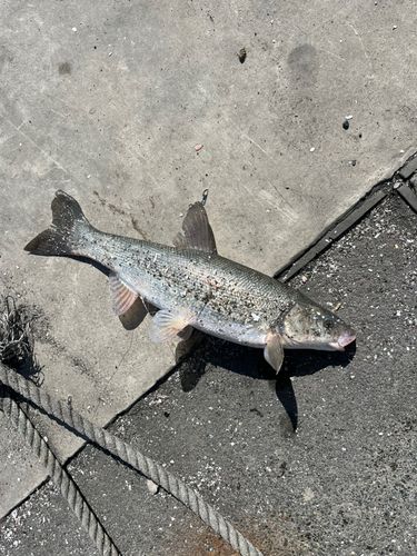 ウグイの釣果