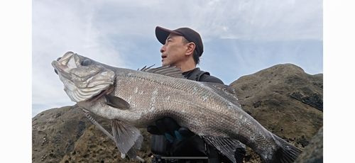 ヒラスズキの釣果