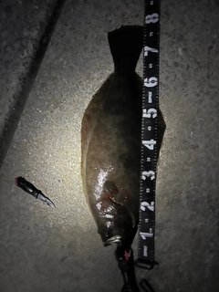 ヒラメの釣果