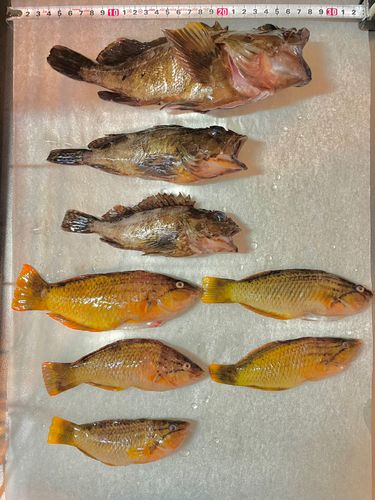 イソカサゴの釣果