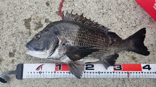 クロダイの釣果