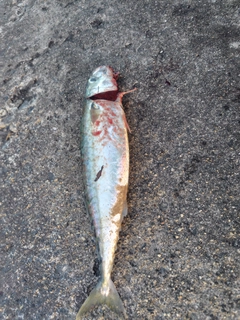 サバの釣果