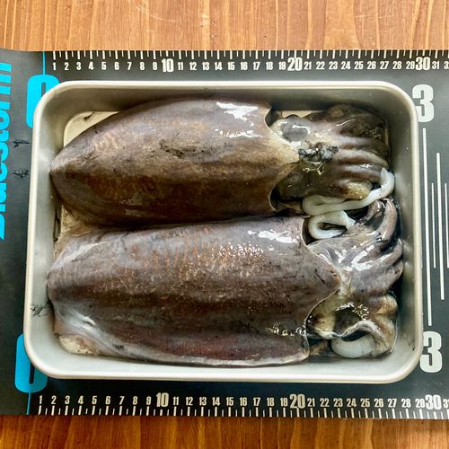 コウイカの釣果