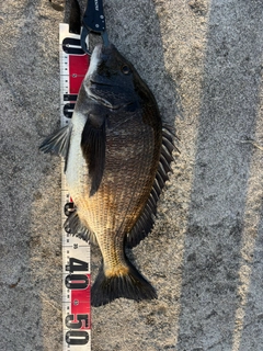 クロダイの釣果