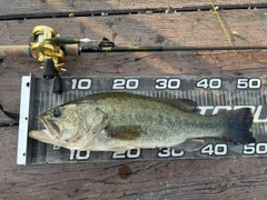 ブラックバスの釣果