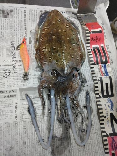 モンゴウイカの釣果