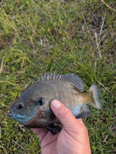 ブルーギルの釣果