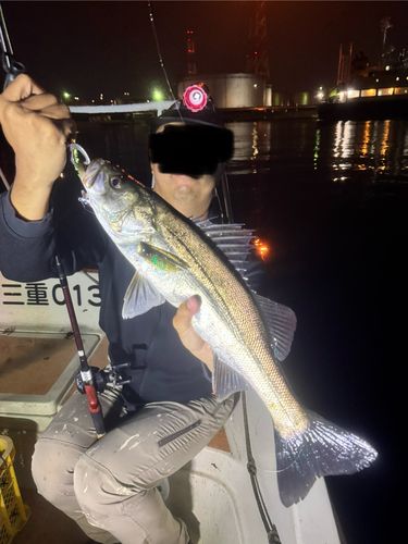 スズキの釣果