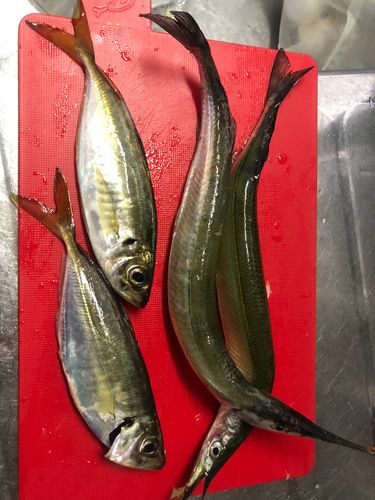 サヨリの釣果