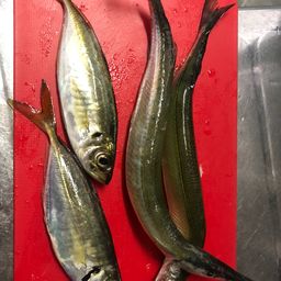 サヨリ