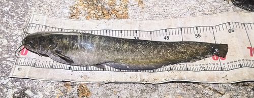 ナマズの釣果
