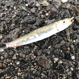 カタクチイワシ