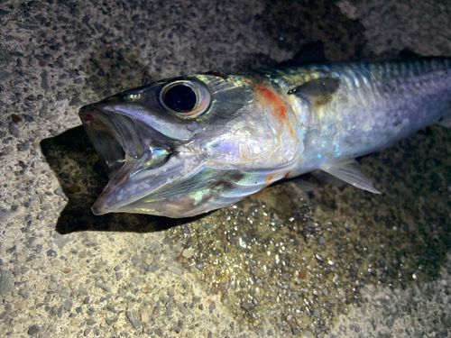 サバの釣果