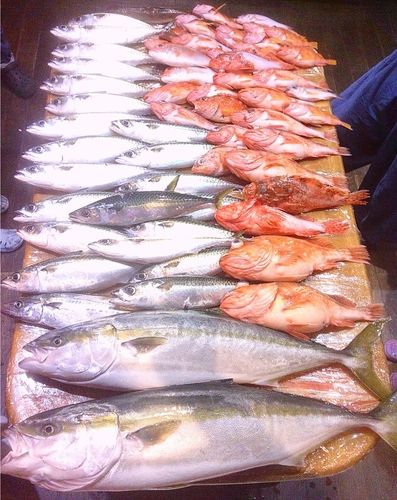 ブリの釣果