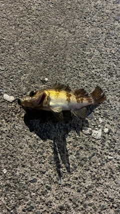 メバルの釣果