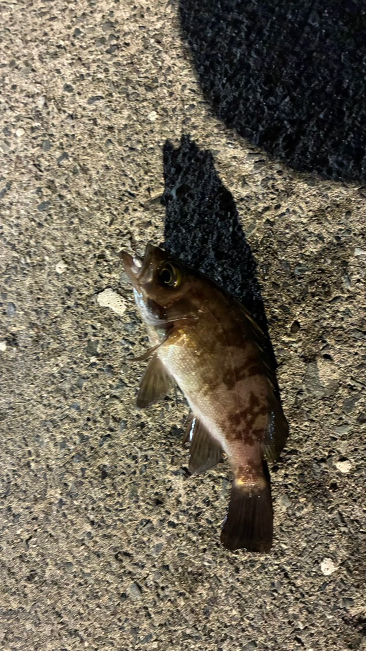 メバル