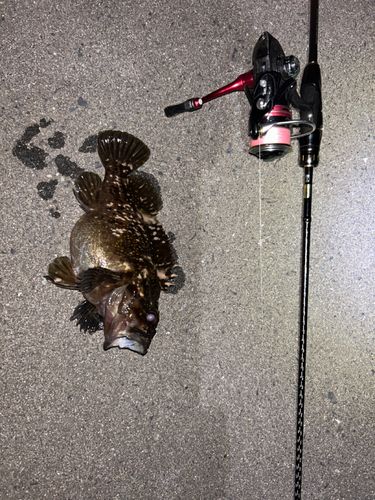 オウゴンムラソイの釣果