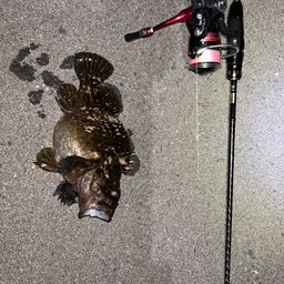 オウゴンムラソイ