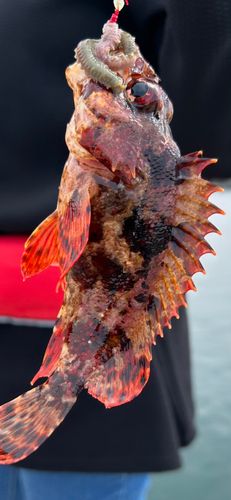 ヨロイメバルの釣果