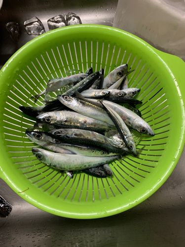 サバの釣果