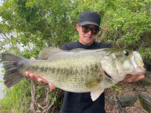 ブラックバスの釣果