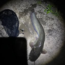 ナマズ