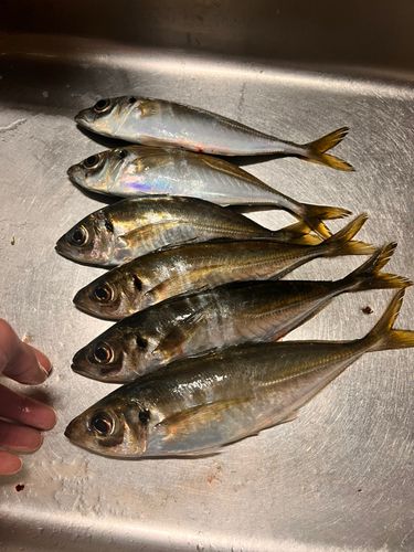 アジの釣果