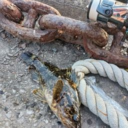 タケノコメバル