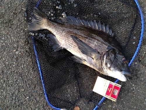 チヌの釣果