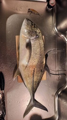ガーラの釣果
