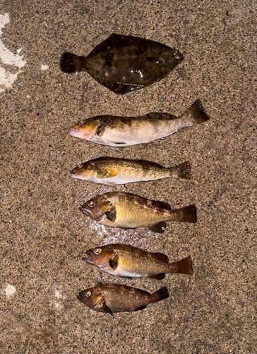 アイナメの釣果