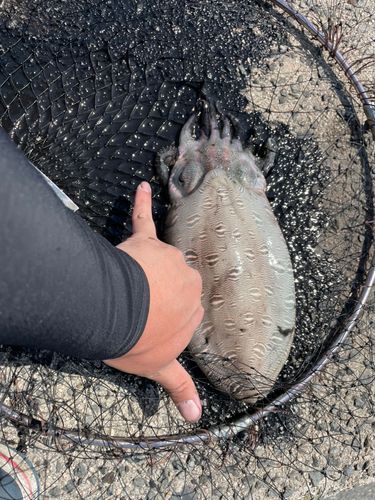 コウイカの釣果