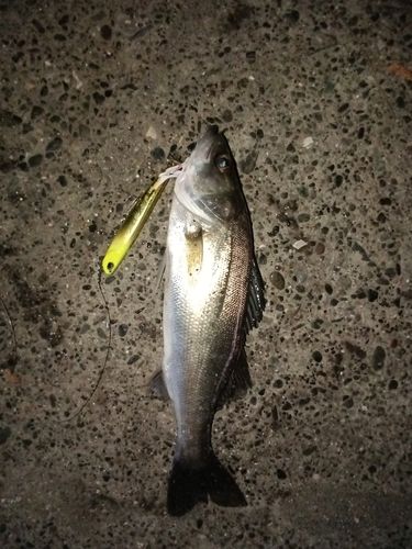 セイゴ（マルスズキ）の釣果