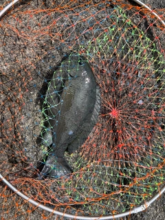 メジナの釣果
