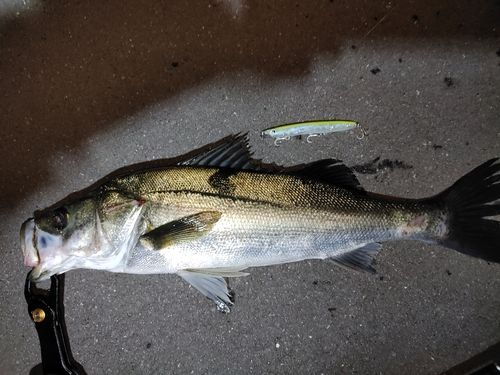 シーバスの釣果