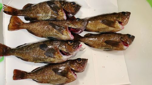 エゾメバルの釣果