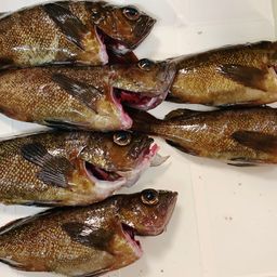 エゾメバル