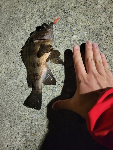 メバルの釣果