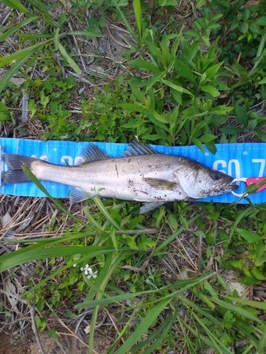セイゴ（マルスズキ）の釣果