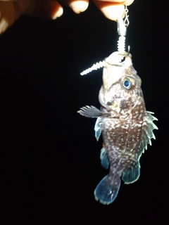 釣果