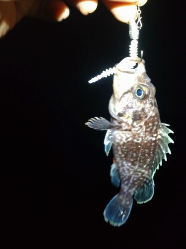 釣果