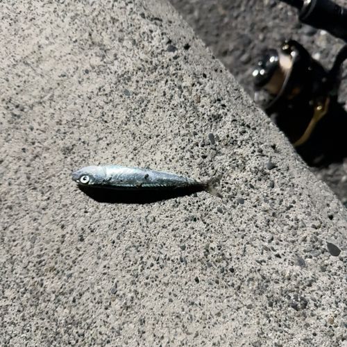 クサフグの釣果