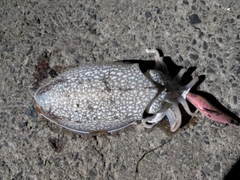 シリヤケイカの釣果