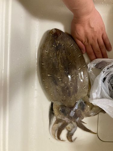 コウイカの釣果